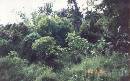 pic16 * 1194 x 750 * (240KB)